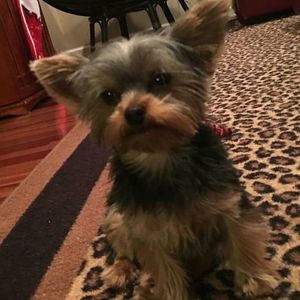 Meet your Posher, Annette